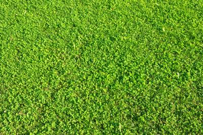 C草皮_0001 (14)_112204257e52.jpg
